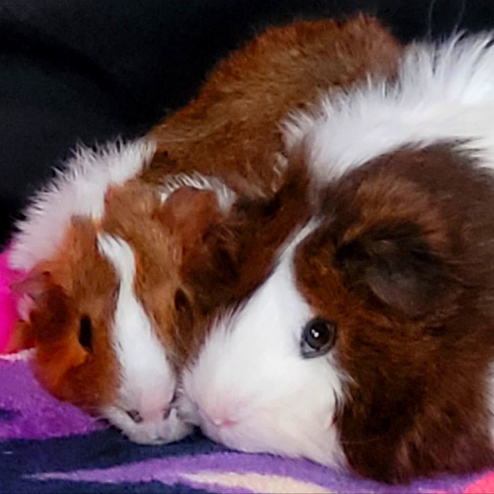 Meet your Posher, Shiloh